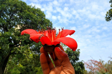 10 RED SILK COTTON Tree Bombax Ceiba Kapok Tropical Flower Seeds